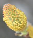 Pussy Willow 32503